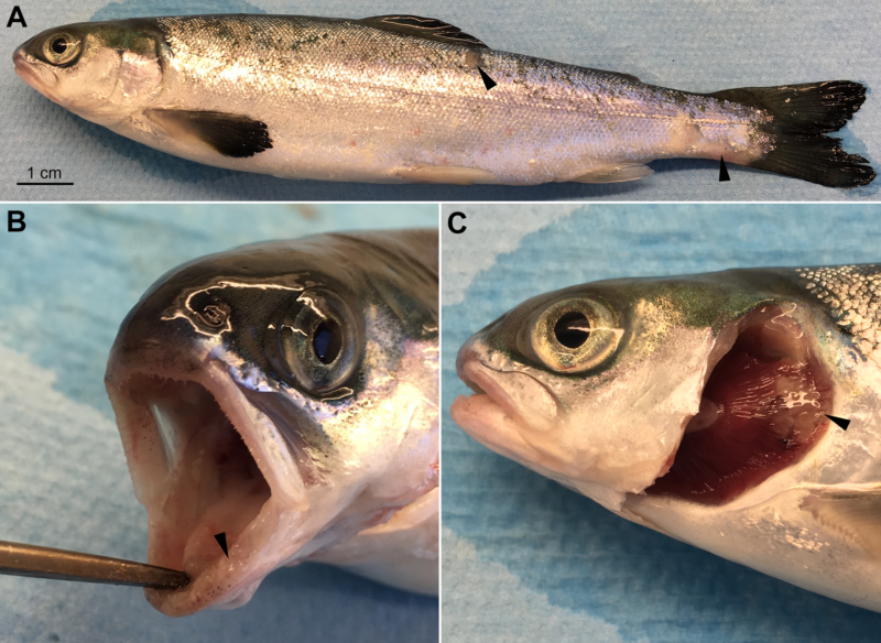 Images of an Atlantic salmon smolt infected with a bacteria found at B.C. salmon farms.