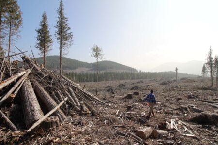 Conservation North director Michelle Connolly walks through a logged area adjacent to the pellet cutblock