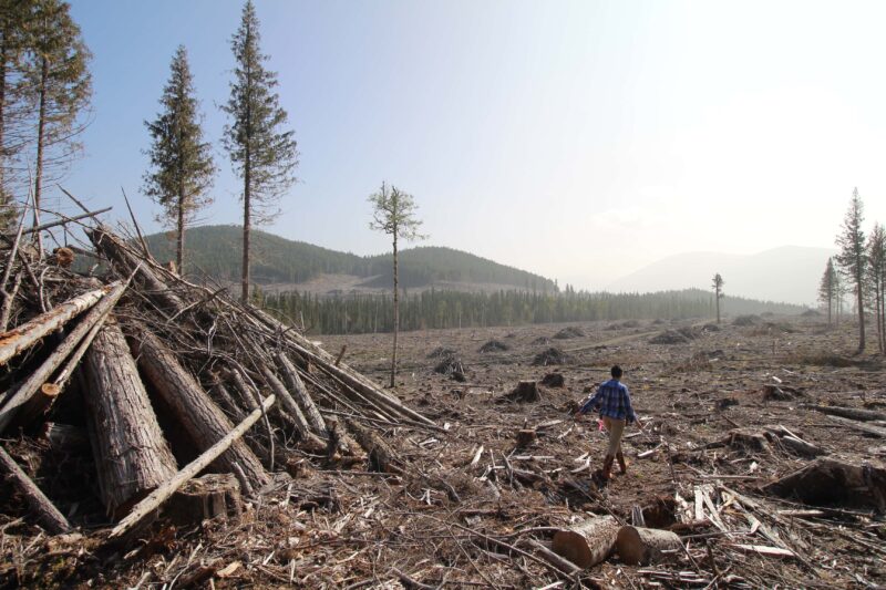 Conservation North director Michelle Connolly walks through a logged area adjacent to the pellet cutblock