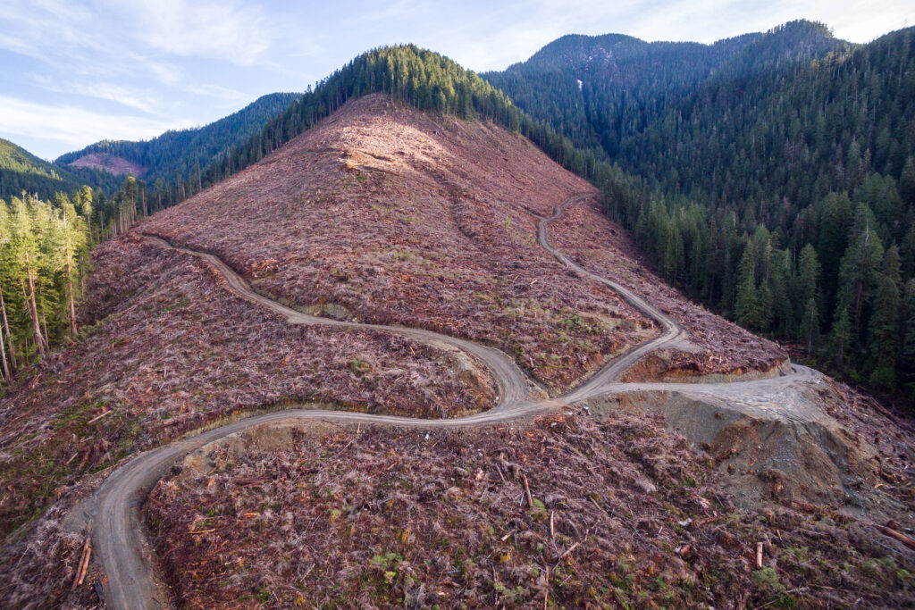 Old-growth forest experts release map urging B.C. to act quickly on logging  deferrals