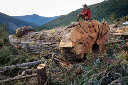 TJ Watt, co-founder of the Ancient Forest Alliance, crouches on an 800-year-old tree in the Caycuse watershed, where many old-growth logging protesters have been arrested in Fairy Creek blockades
