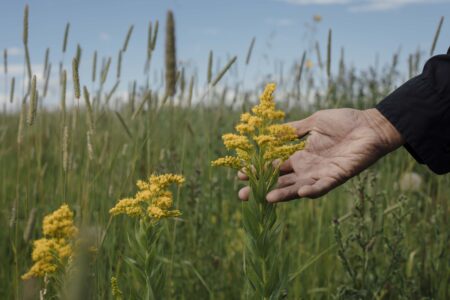closeup of hand in a field touching a goldrenrod plant