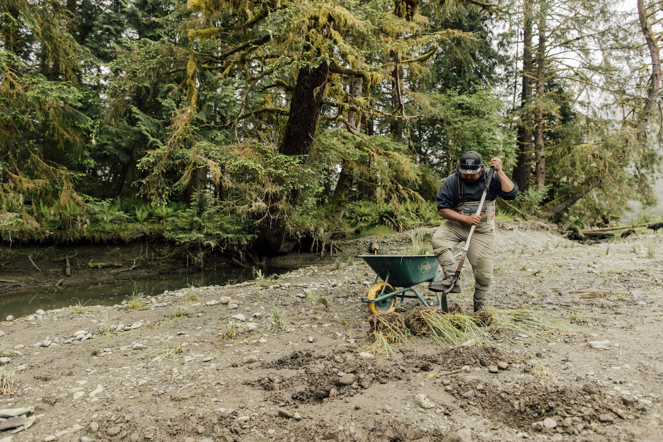 a person uses a shovel to plant sedge as part of a salmon habitat restoration project