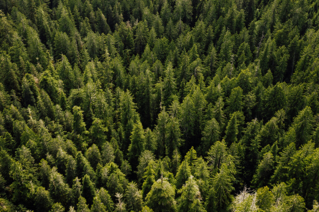 an aerial view of old-growth forest