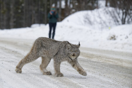 A furry animal crossing a snowy road