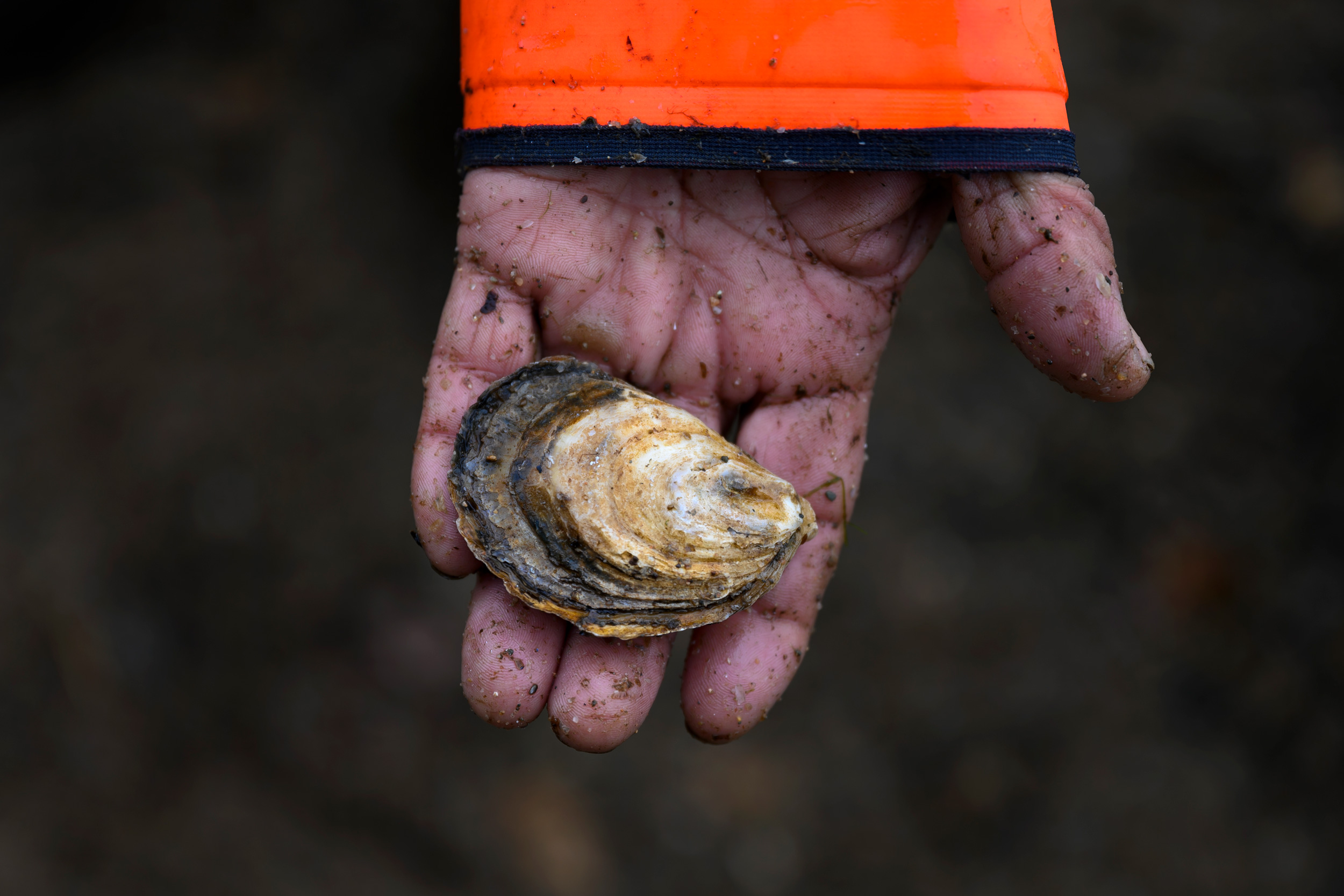 Freeing Nova Scotia's oysters from a parasite's hold