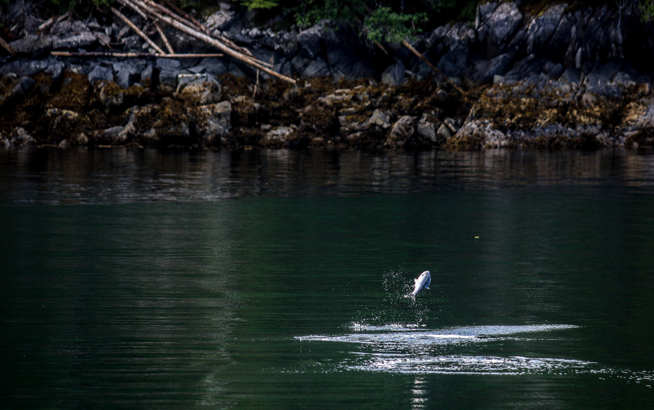 fish jumping out of water