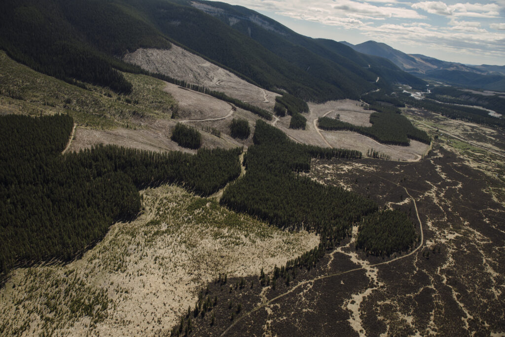 forestry cutblock coal lease eastern slopes Rocky Mountains