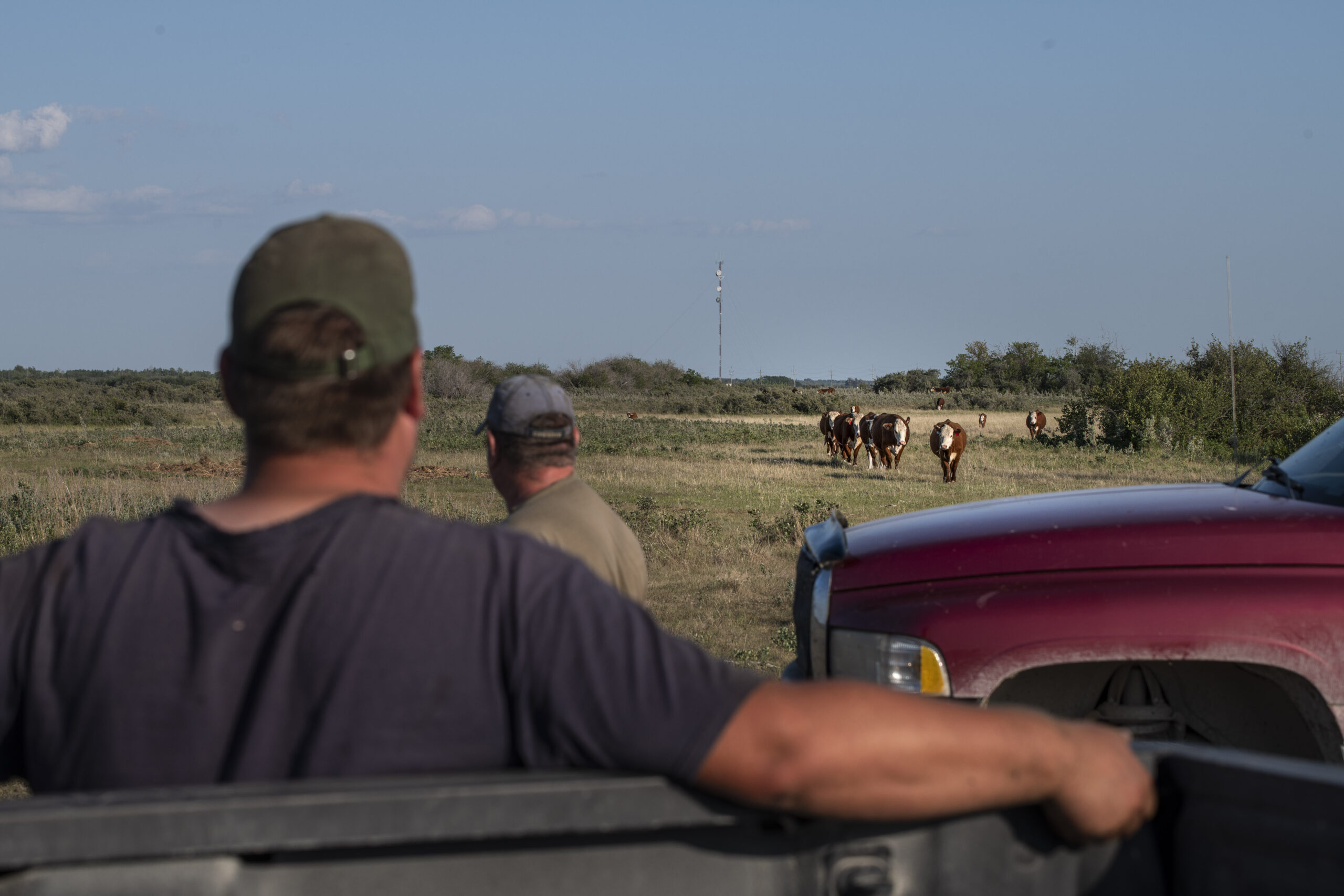 Man in a baseball cap leans on a pickup truck while watching cows on a Manitoba farm