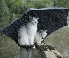 cats under an umbrella in the rain