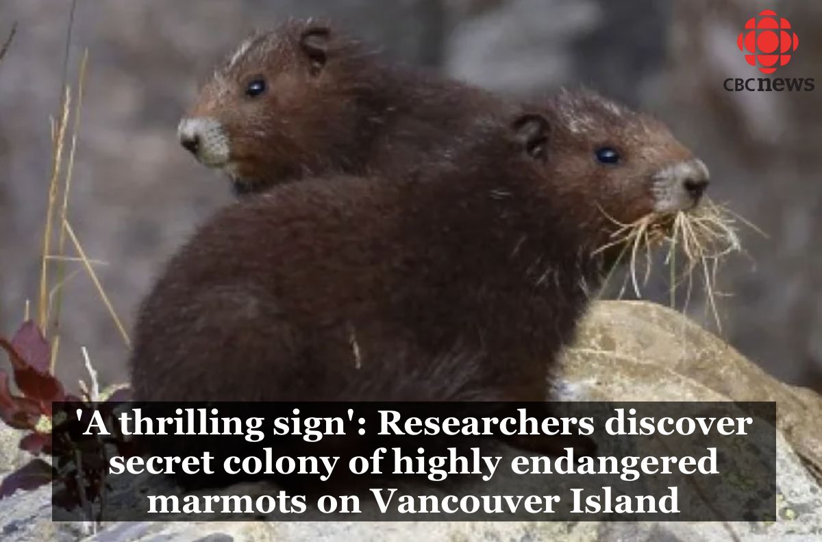 CBC "'A thrilling sign': Researchers discover secret colony of highly endangered marmots on Vancouver Island"