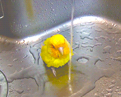 bird bathing in a sink