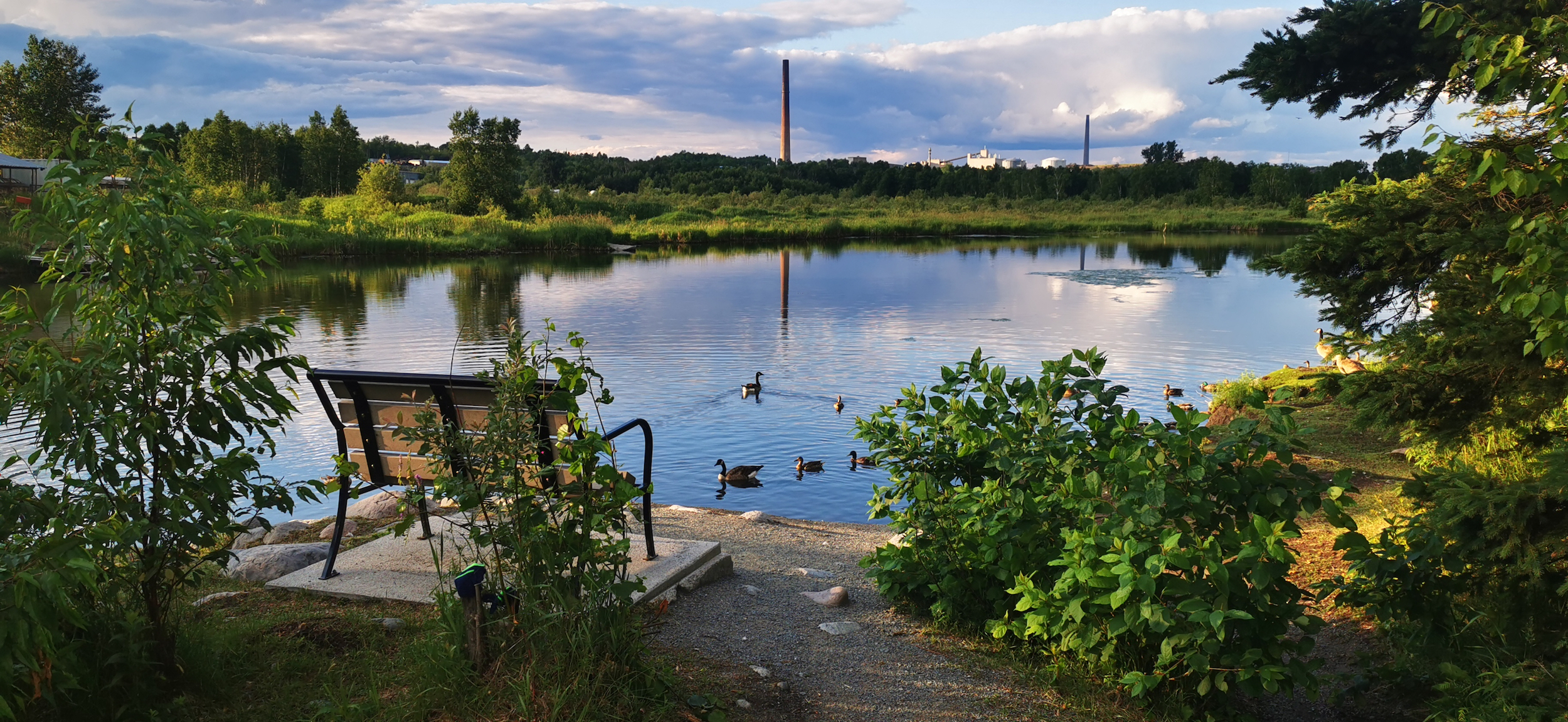Ducks,In,Fielding,Park,In,Sudbury,,Ontario,,Canada.
