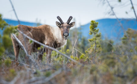 An endangered woodland caribou in Northern Alberta