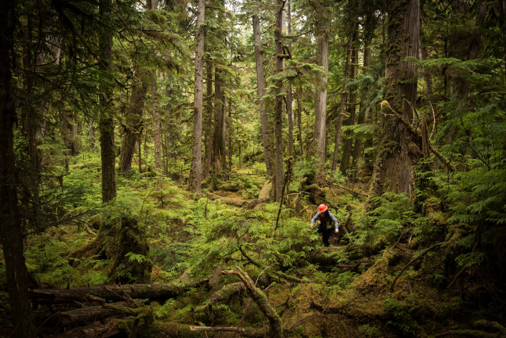 a person walks through forests on Haida Gwaii
