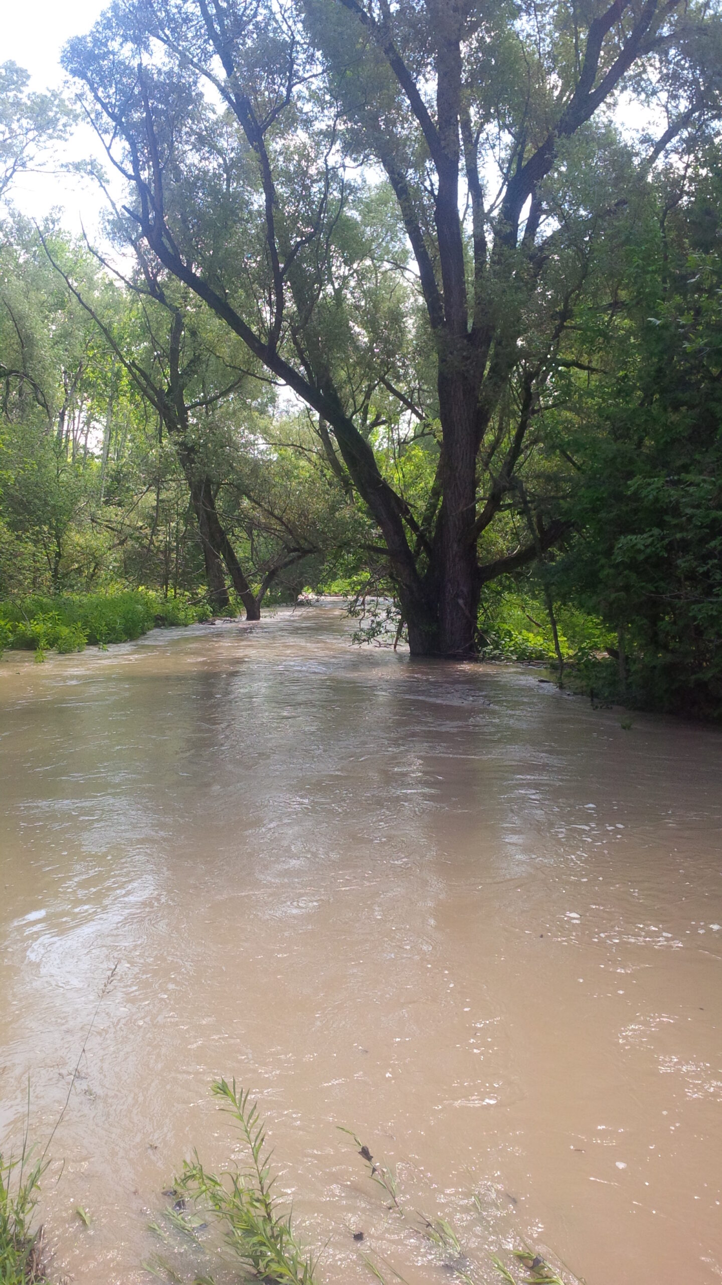 Muddy floodwater with trees and vegetation underwater
