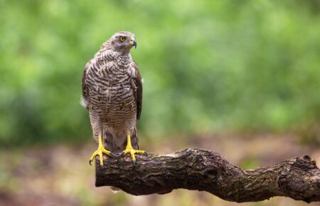 goshawk standing on a branch