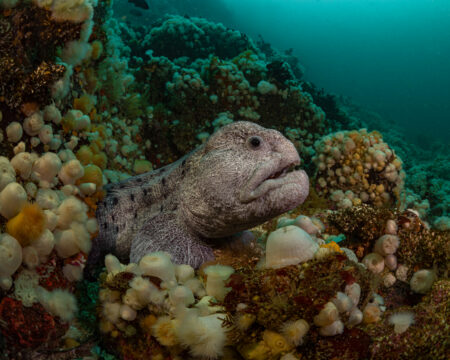 MPA, marine protected area, biodiversity, CPAWS