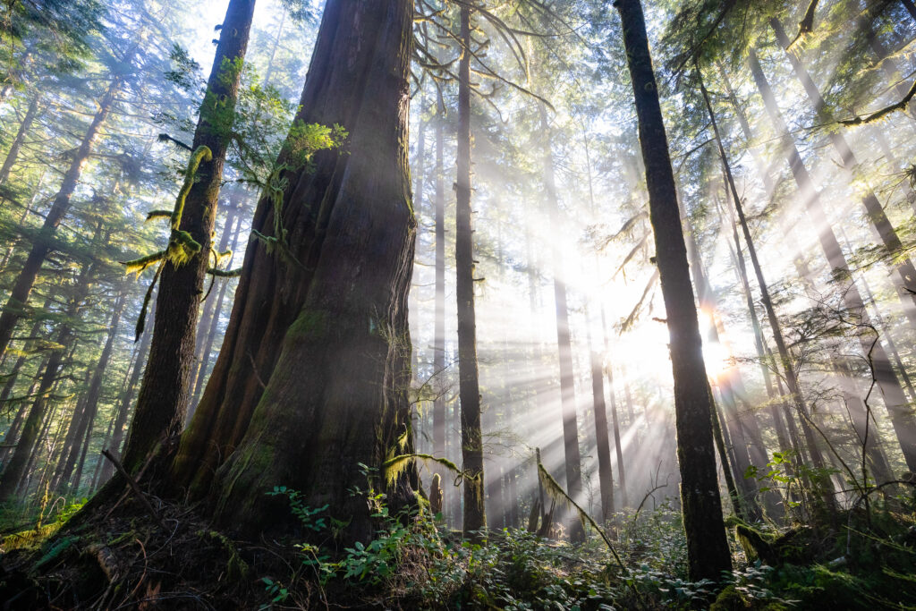 Sunbeams cascade through old-growth forest in Avatar Grove on Vancouver Island