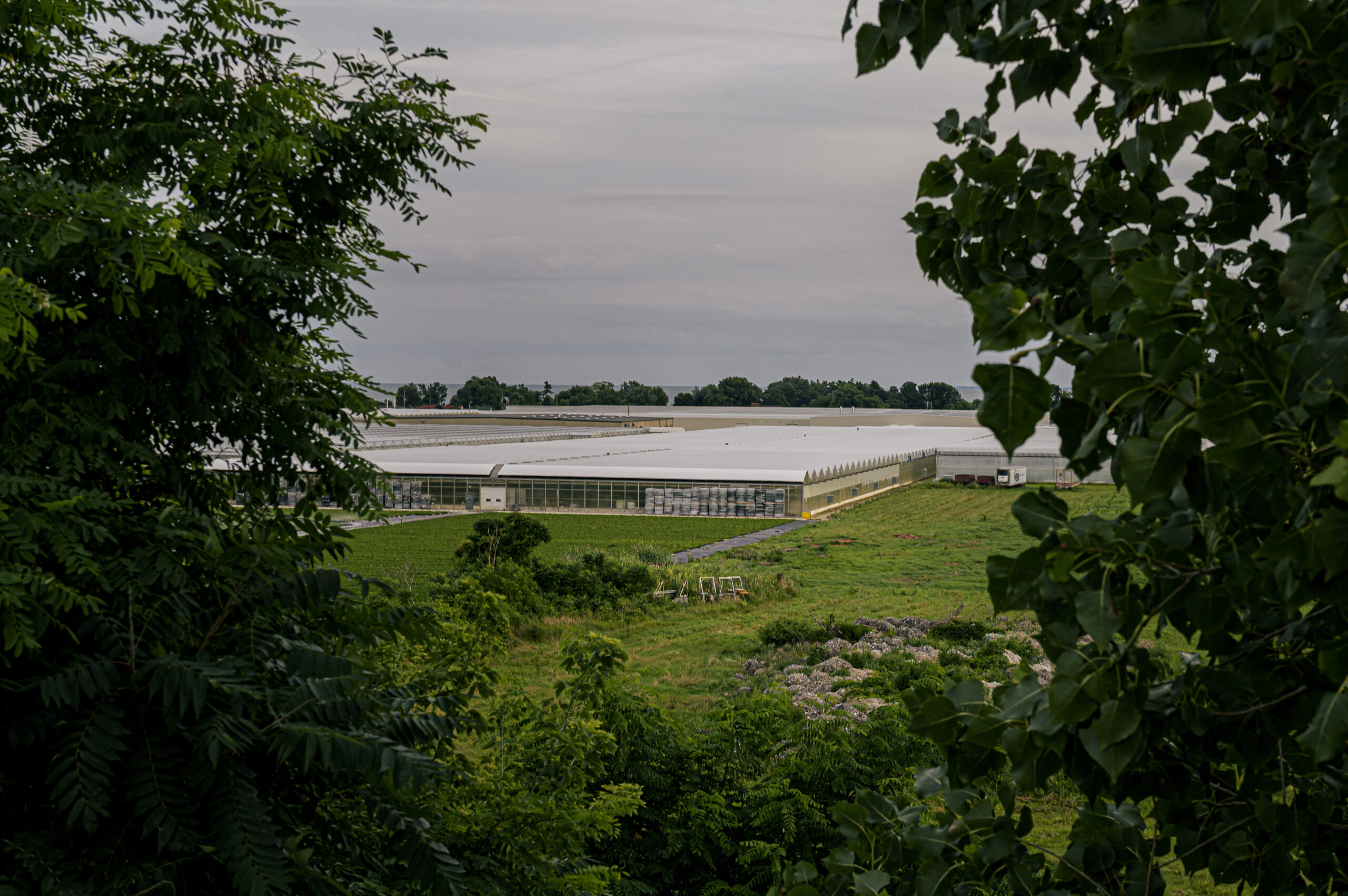 A photo of a greenhouse in Leamington, Ont.