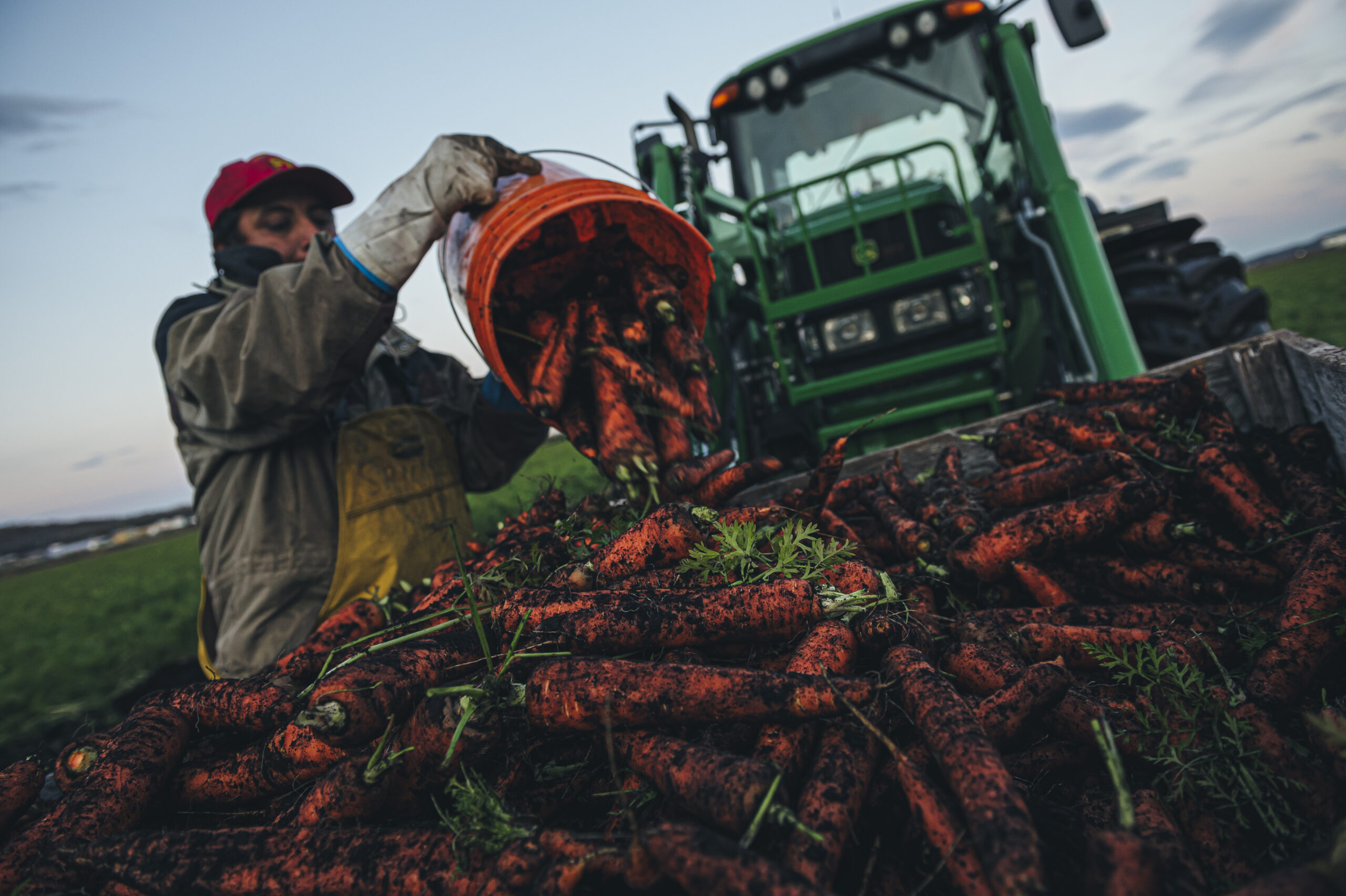 A man pouring carrots from a bucket into a larger pile on a tractor