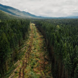 A new road being carved through the forest