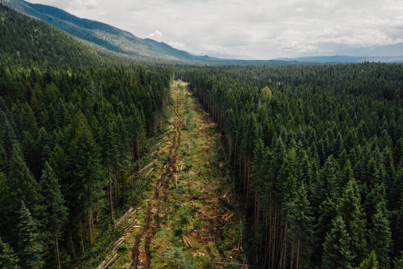 A new road being carved through the forest