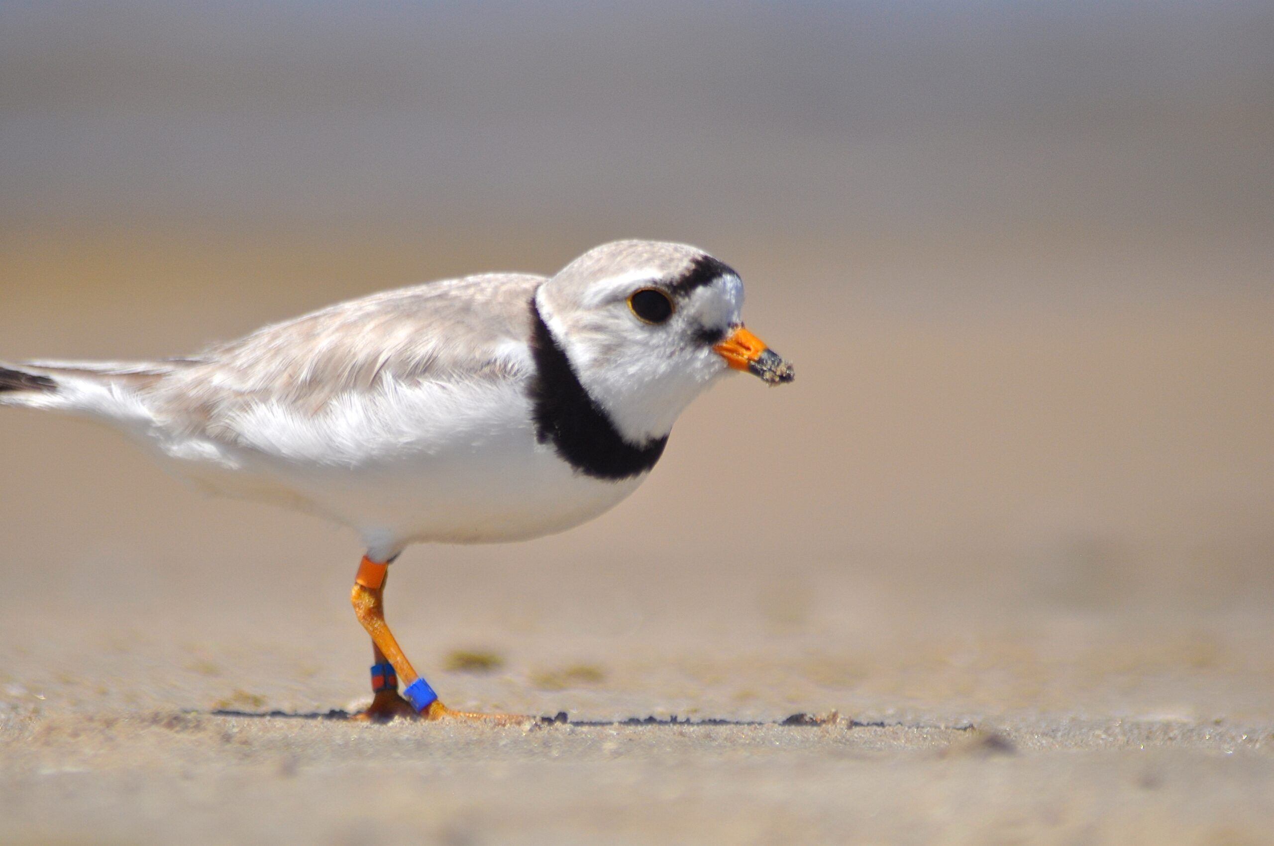 A photo of a piping plover