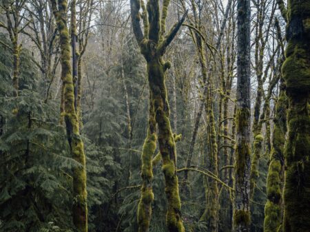 Forest in Koksilah watershed