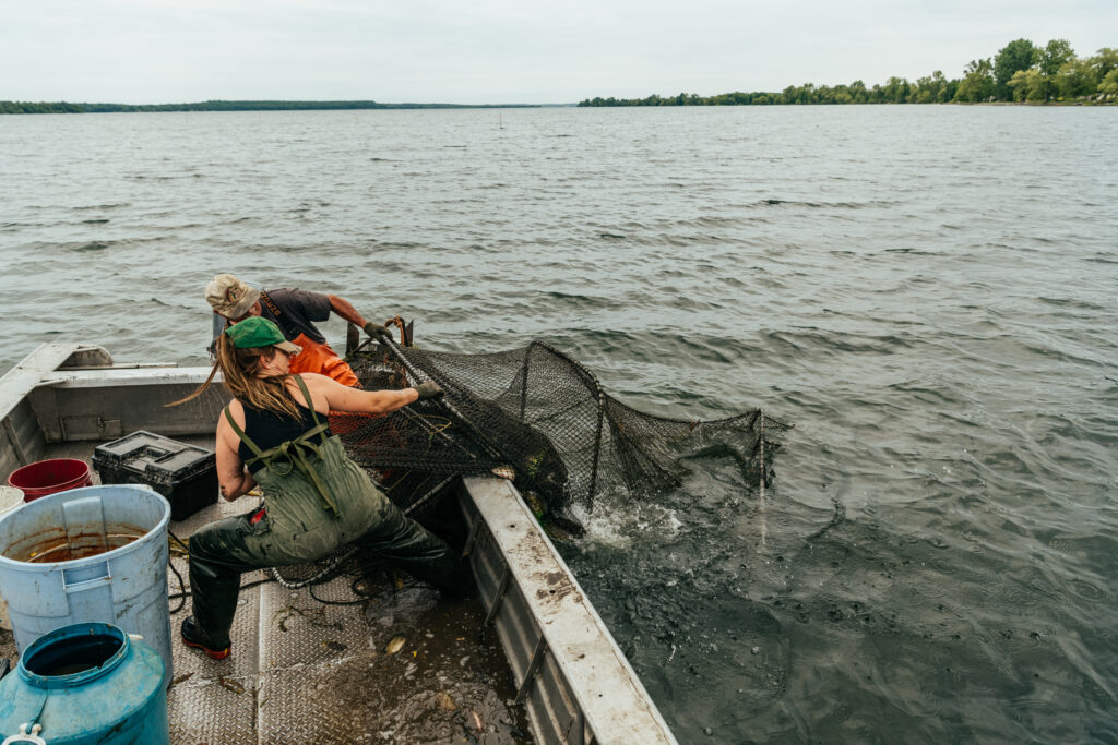 A photo of Teal Baverstock and her father, Dave Baverstock, hauling a hoop net laden with fish out of the water in Prince Edward County, Ontario.