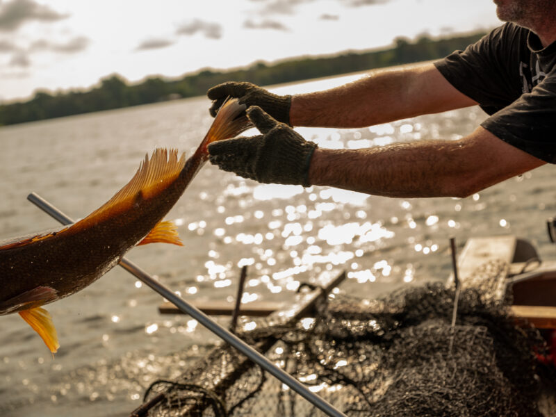 A photo of a fish flying out of a fisherman's hands back into the lake.