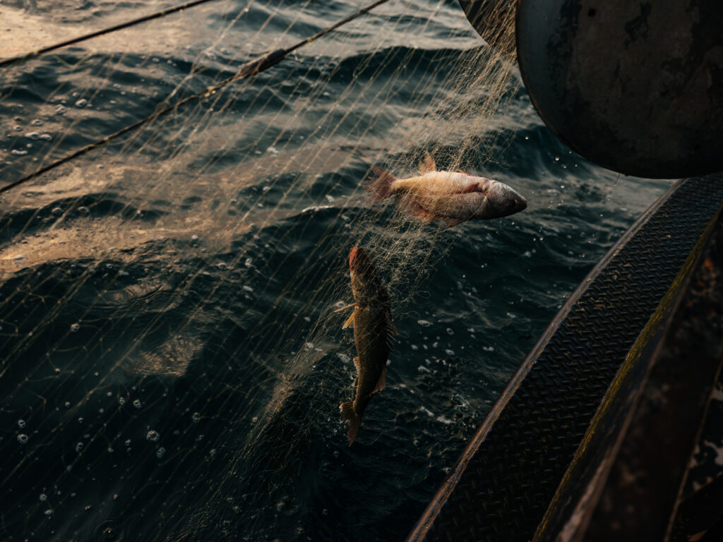Fish caught in a net being hauled onto a Lake Erie commercial fishing boat.