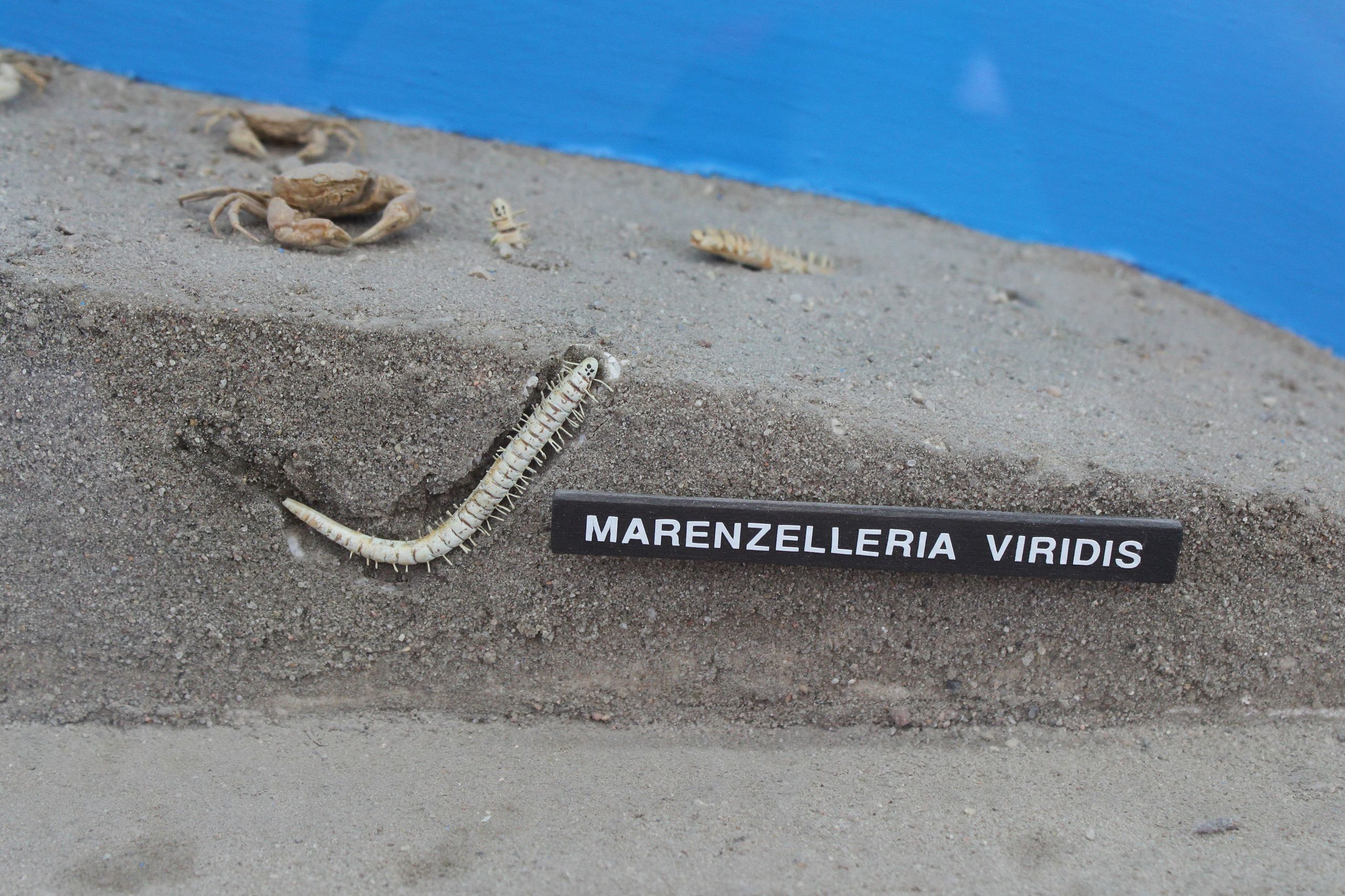 Marenzelleria viridis worm in the sand