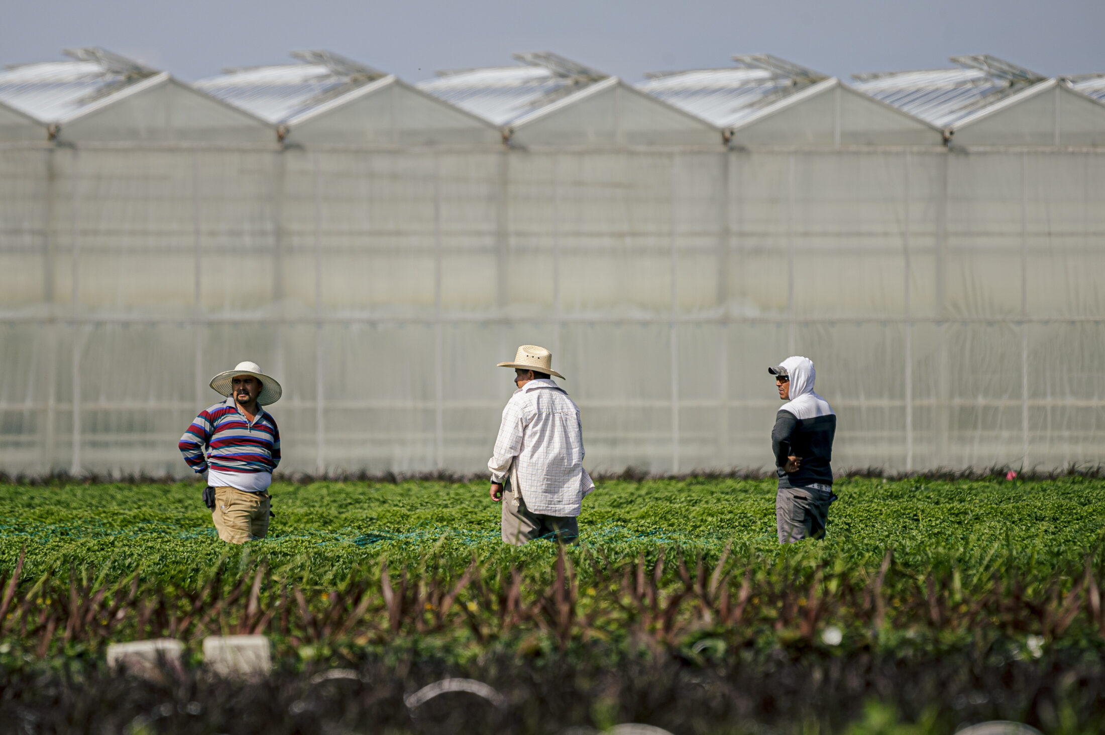 A photo of workers in a field outside a greenhouse.