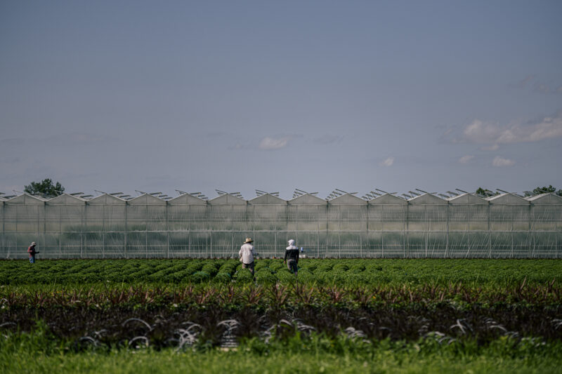 A photo of workers in the fields in Leamington., Ont., on Friday, July 30, 2021.
