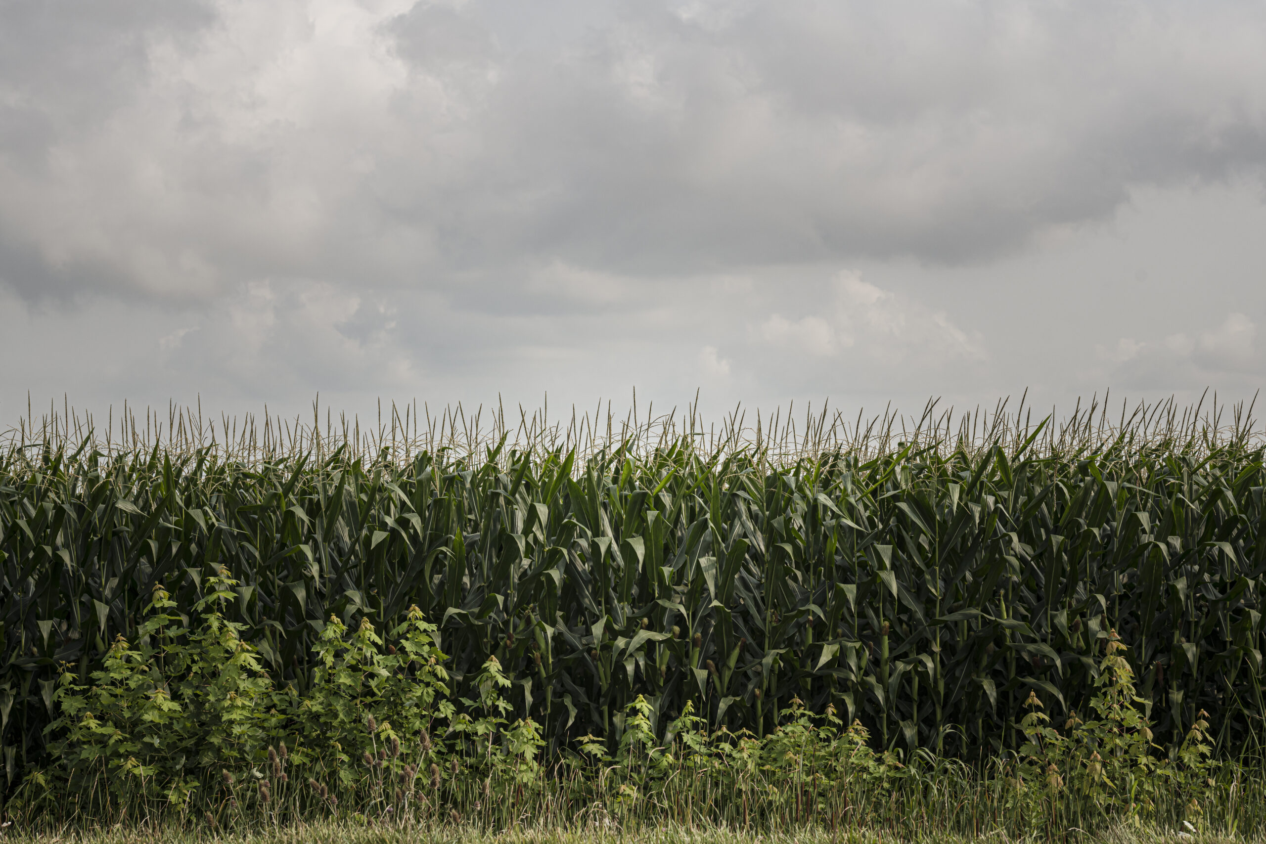 A photo of a corn field in Leamington.