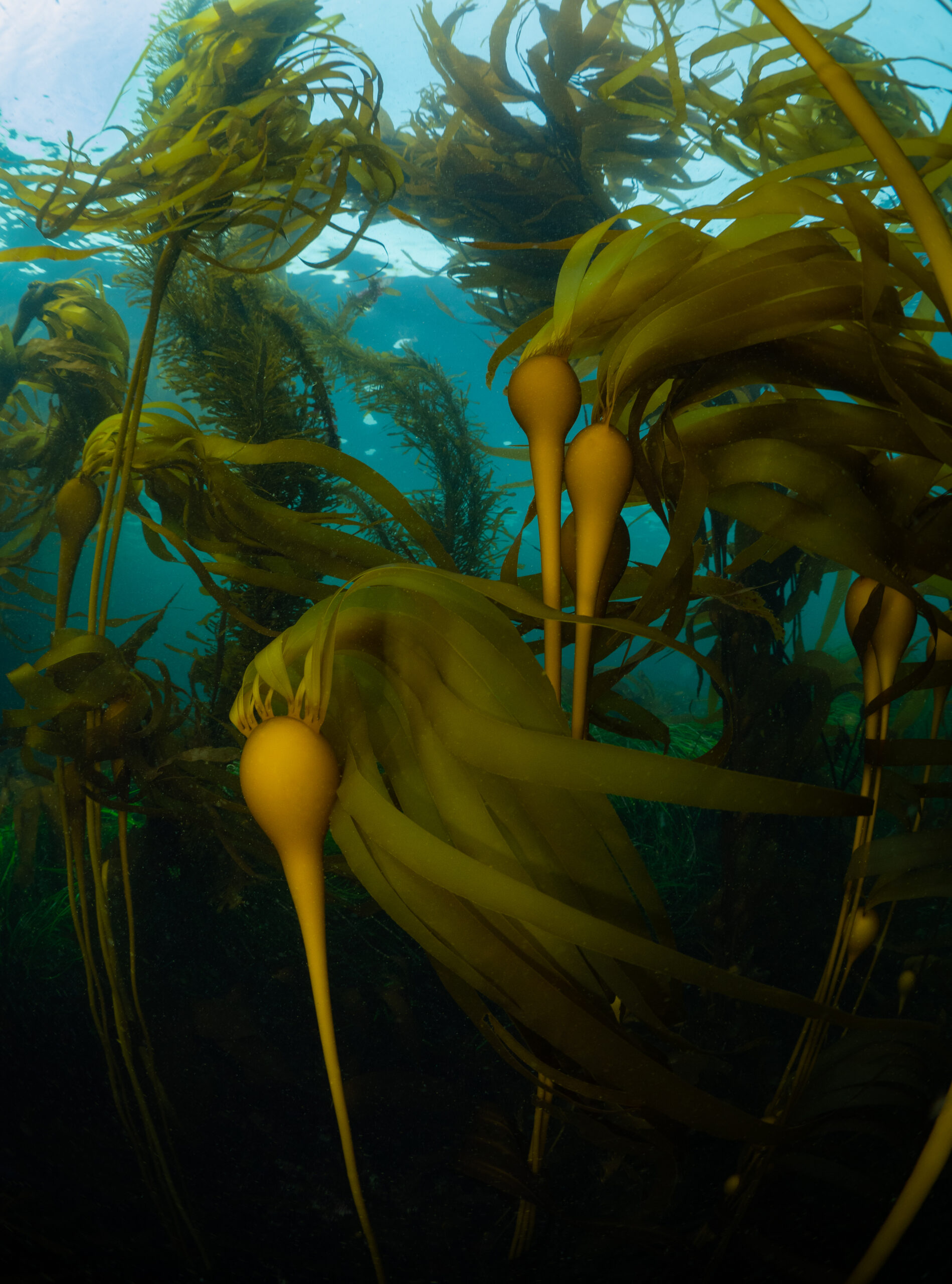 Kelp, seaforestation, climate change