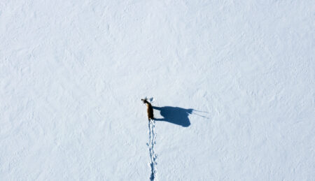A bird's-eye view of a caribou standing alone in the snow