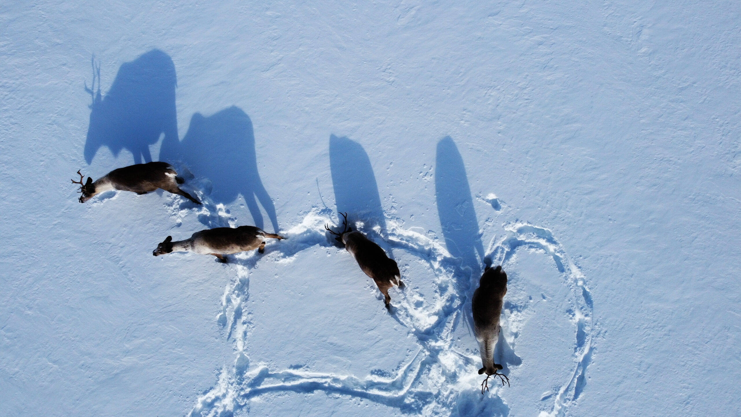 A bird's-eye view of four caribou standing in the snow, casting long shadows behind them