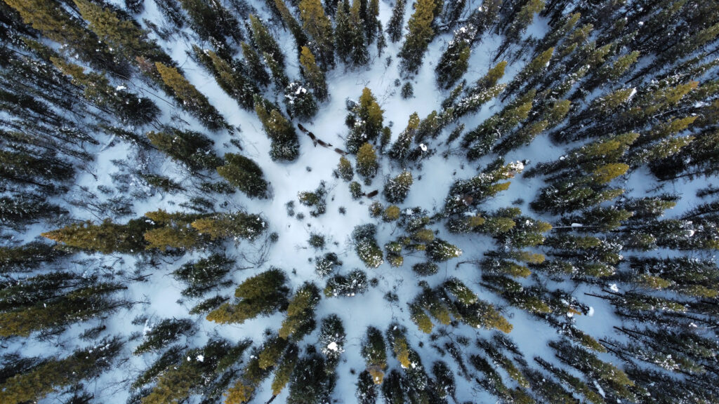 A bird's-eye-view of caribou in the trees