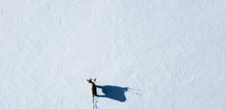 A bird's-eye view of a caribou standing alone in the snow