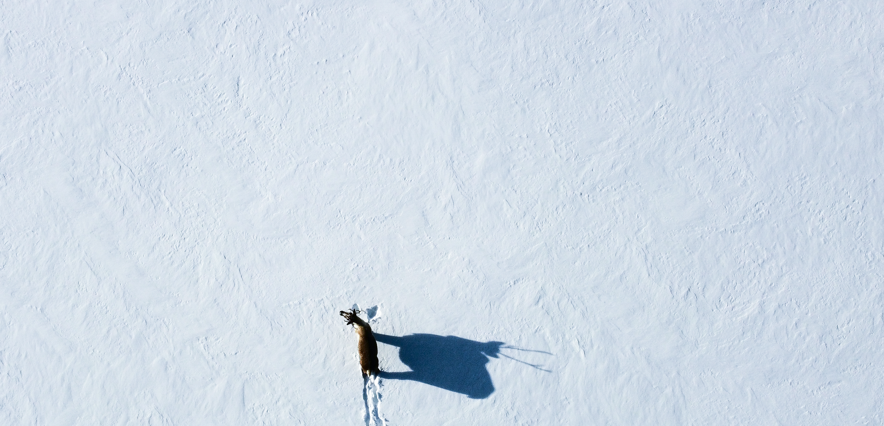A bird's-eye view of a caribou standing alone in the snow
