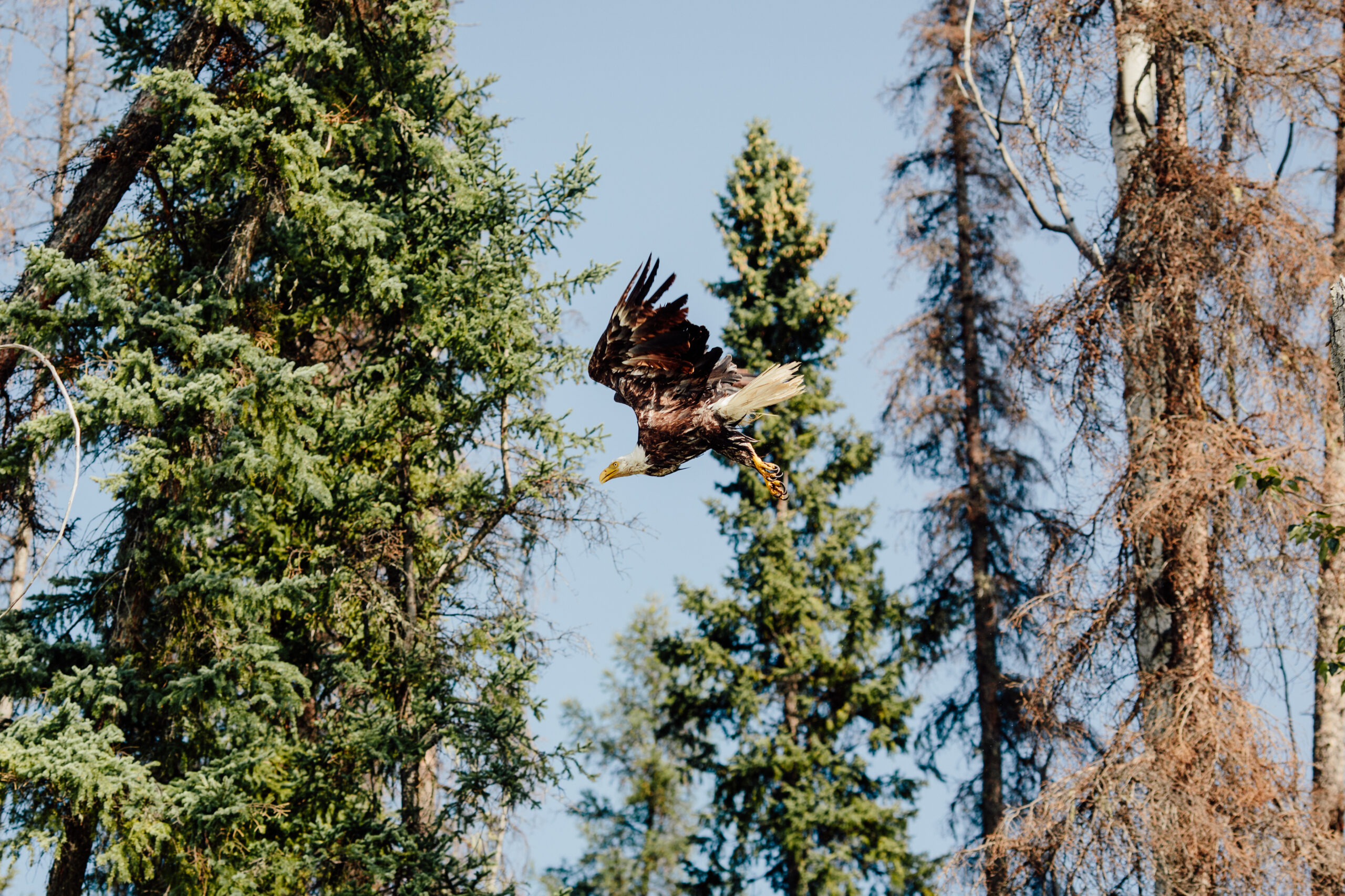 Kaska Dena, Indigenous protected area