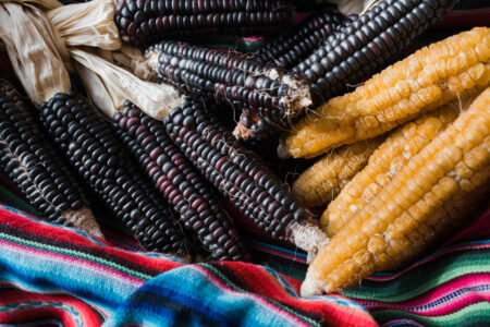 A photo of dried blue Cayuga flint corn and a yellow sweet corn