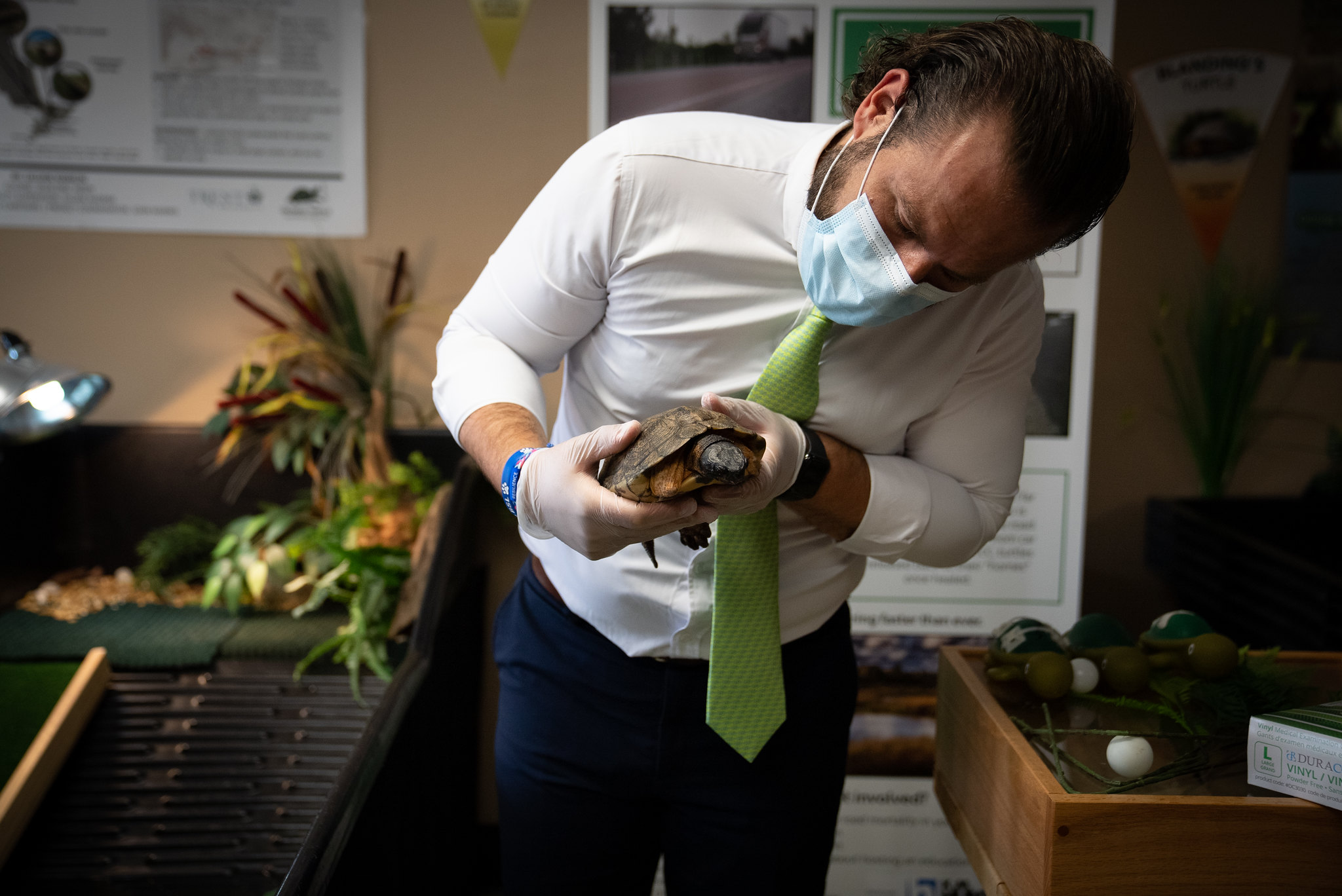 Ontario Environment Minister David Piccini, wearing a white shirt, green tie and a medical mask and gloves,  bends over to look at a turtle in his hands.