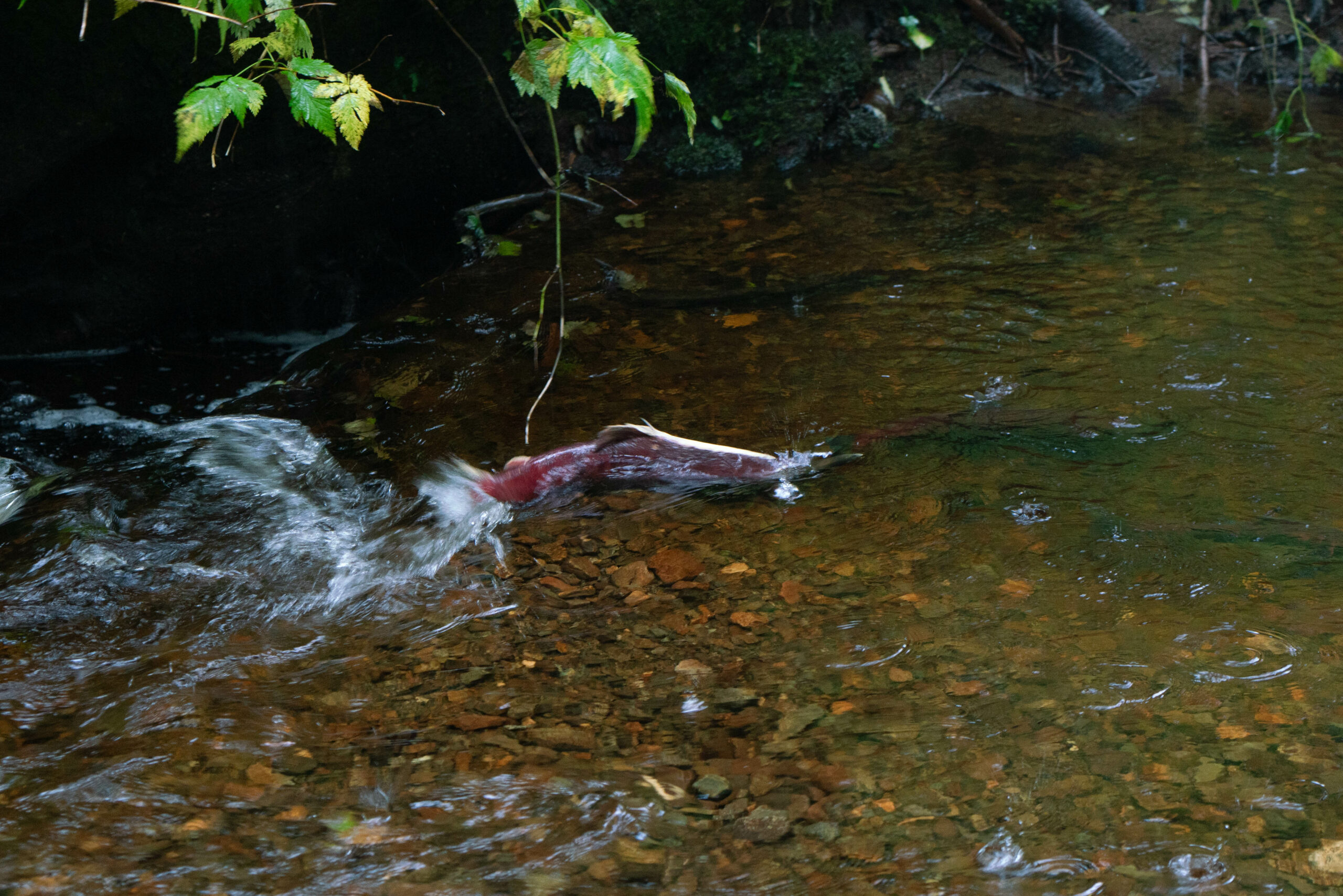 A sockeye salmon swimming upstream