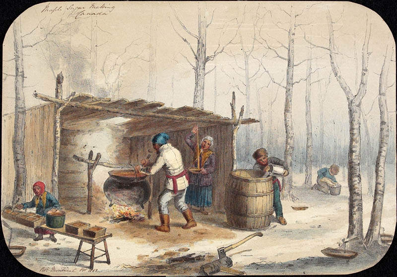 illustration of people gathering sap and cooking it down to syrup