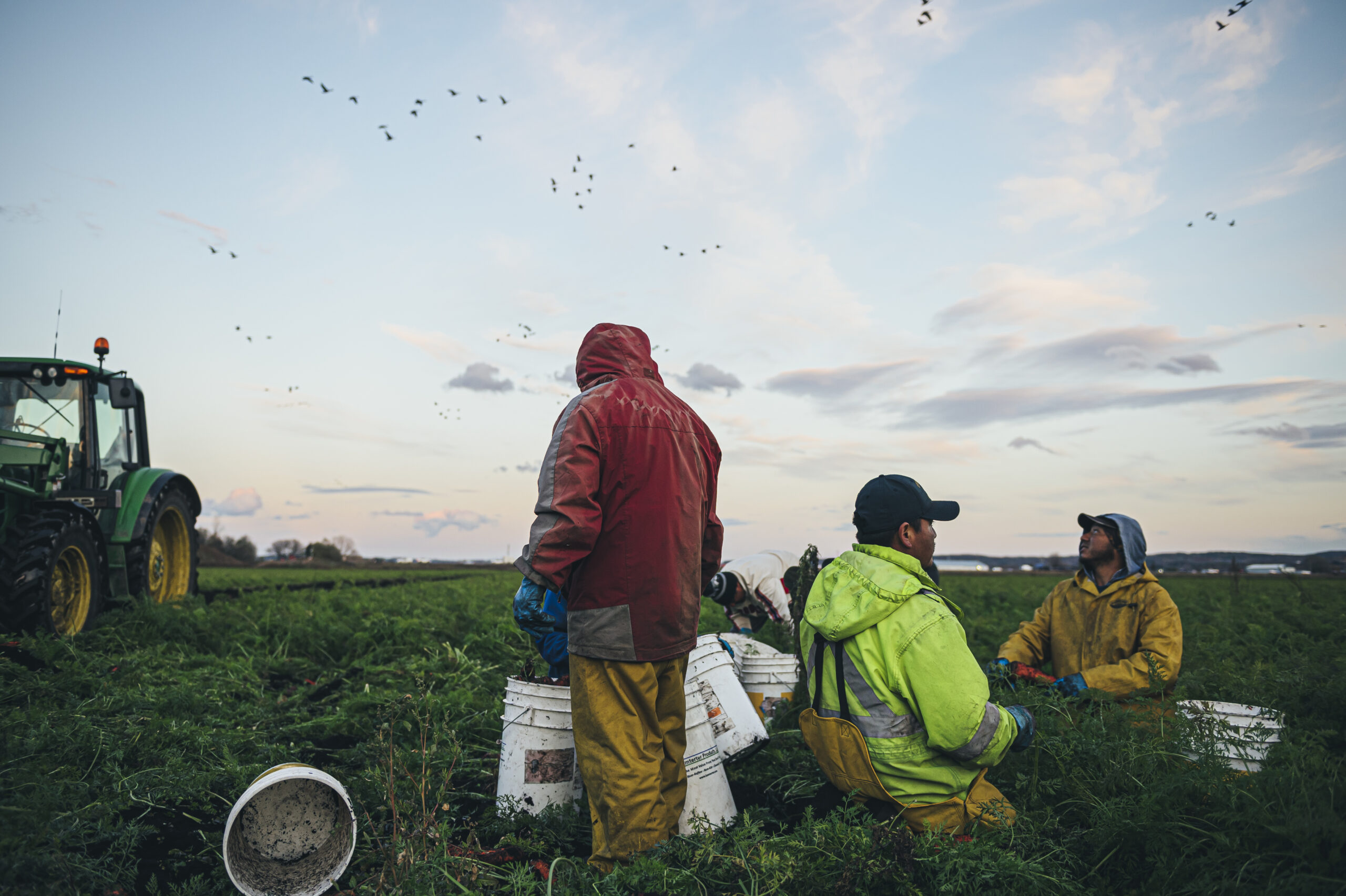 Farmworkers harvest carrots from a green field while birds fly overhead,