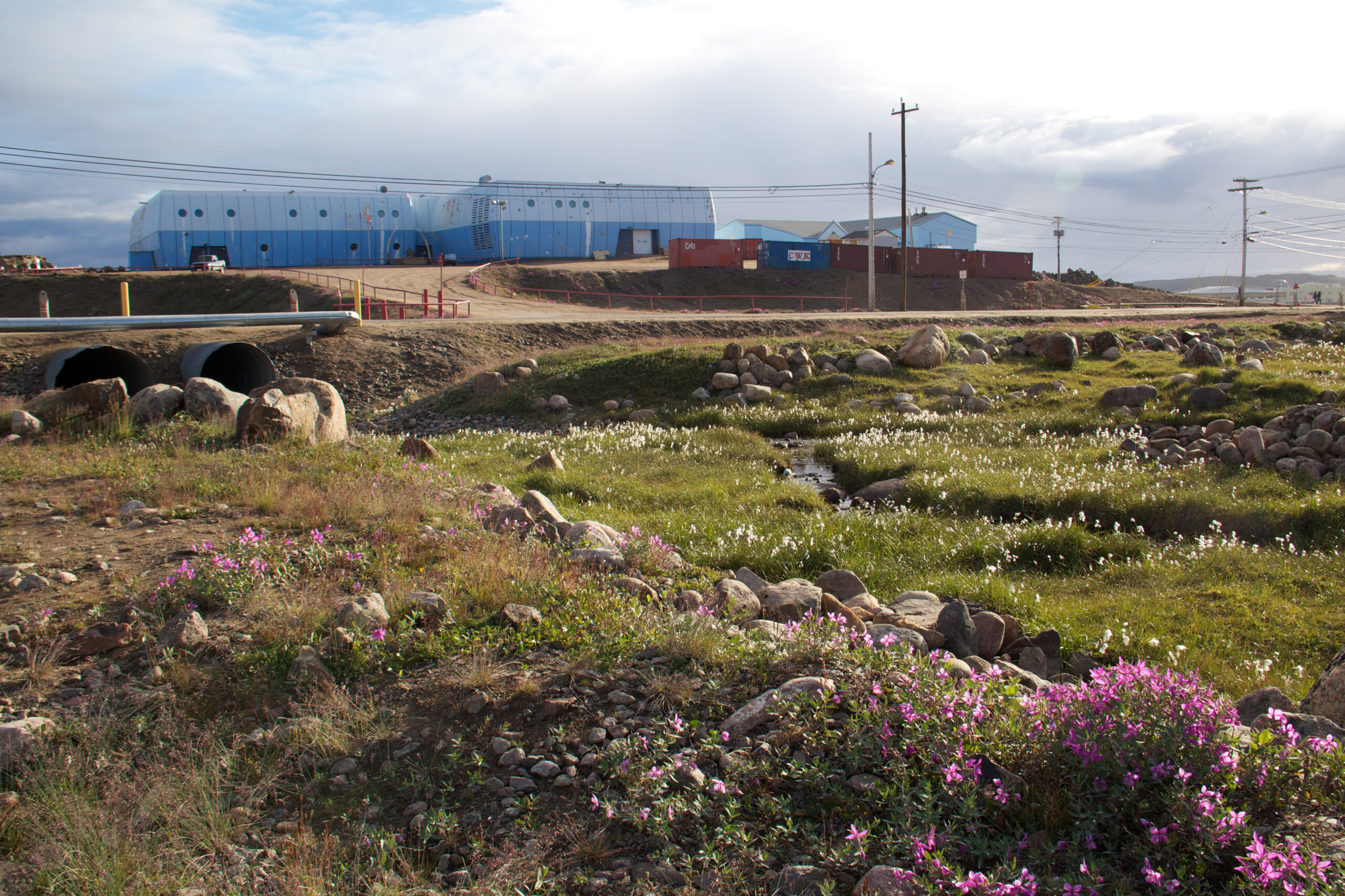Inuksuk High School with a field of Arctic cotton and purple wildflowers in front; Iqaluit, Nunavut