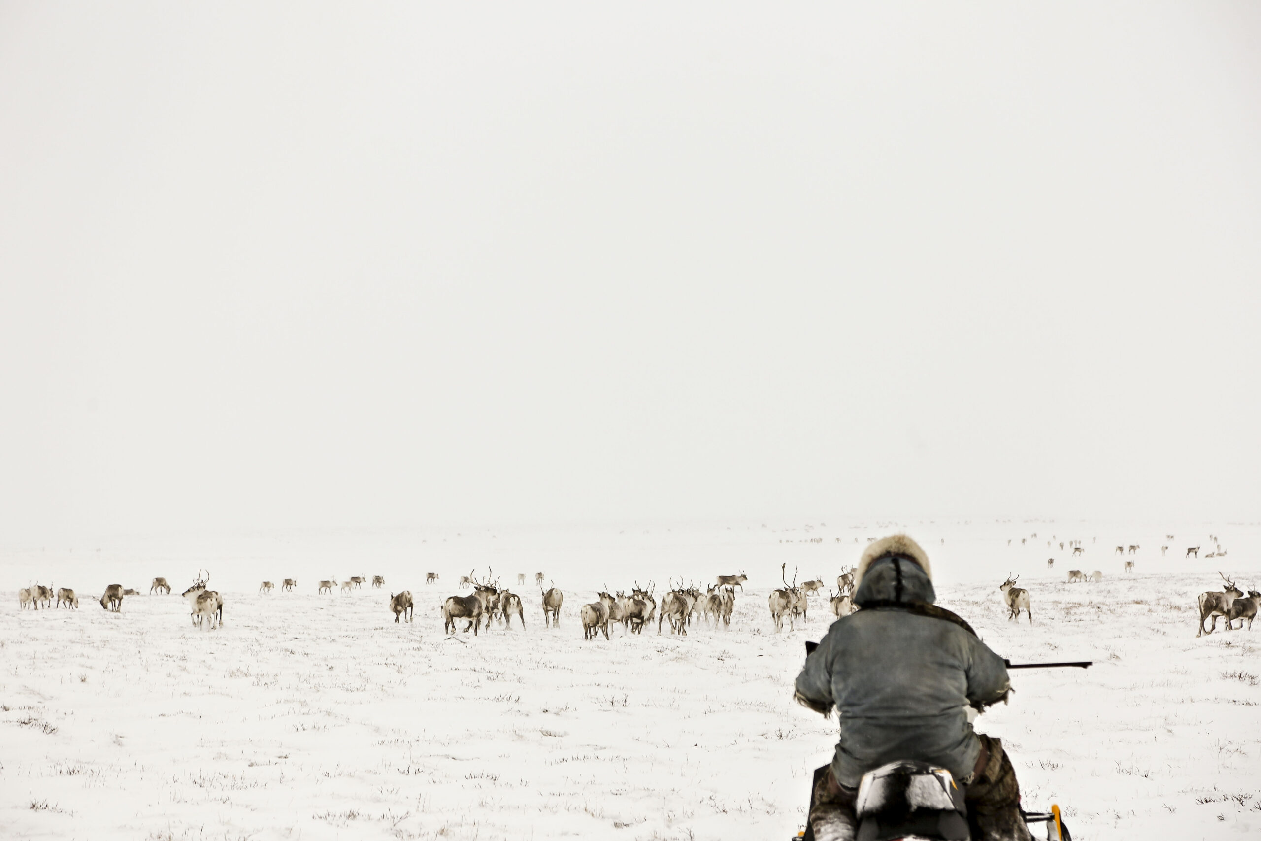 A hunter waits on his snowmobile as a caribou herd lingers before him; Arviat, Nunavut